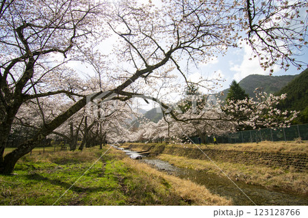 河川敷の桜 河川敷の桜 123128766