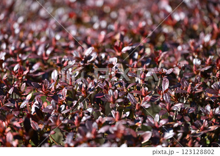 キリシマツツジ(霧島躑躅)の冬芽と越冬葉 キリシマツツジ(霧島躑躅)の冬芽と越冬葉 123128802