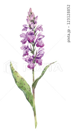 Beautiful watercolor hand drawn floral illustration of Orchis flower. Stock clip art. Beautiful watercolor hand drawn floral illustration of Orchis flower. Stock clip art. 123128852
