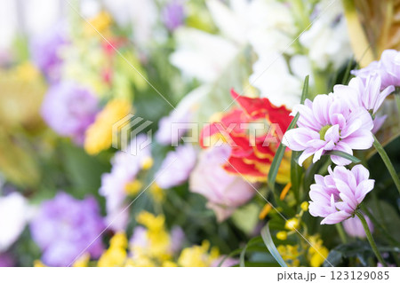 花の美しさを際立たせるクローズアップショット 花の美しさを際立たせるクローズアップショット 123129085