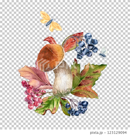 Mushrooms with orange caps and red autumn leaves maple in watercolor composition isolated. Rowan, viburnum, black chokeberry with butterfly painted. Fall colorful illustration with wild forest plants Mushrooms with orange caps and red autumn leaves maple in watercolor composition isolated. Rowan, viburnum, black chokeberry with butterfly painted. Fall colorful illustration with wild forest plants 123129094