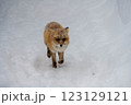 雪の中を歩くキタキツネ 123129121