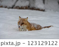 雪の中を歩くキタキツネ 123129122