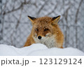 見つめるキタキツネ 123129124