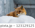 雪の中でこちらを見つめるキタキツネ 123129125