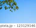 Green leaves and tree branch with clear blue sky background. 123129146