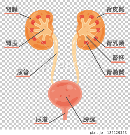 腎臟和膀胱的橫斷面結構 123129328