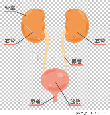腎臓、膀胱の構造イラスト 腎臓、膀胱の構造イラスト 123129330