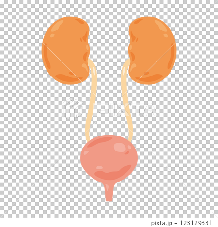 Kidneys and bladder illustration 123129331