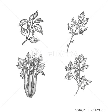 Set with basil, parsley, celery and arugula leaf vegetables. Cilantro, coriander. Vector on white background shape. Graphic illustration. Perfect for packaging condiment, articles about healthy food 123129336