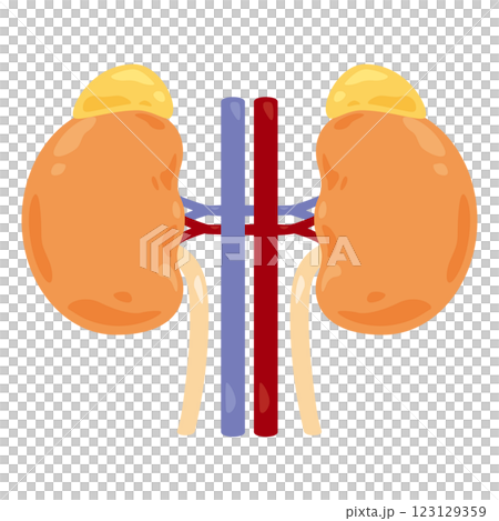 腎臟和腎上腺圖 1 腎臟和腎上腺圖 1 123129359