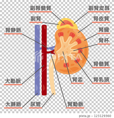 腎臟和腎上腺橫斷面結構圖 腎臟和腎上腺橫斷面結構圖 123129360