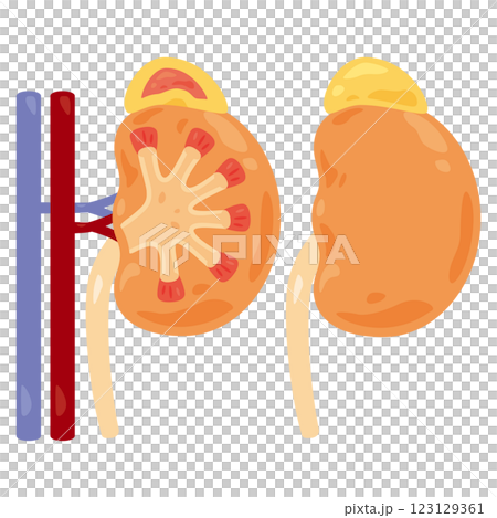 腎臟橫斷面結構圖 123129361