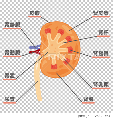 腎臓のイラスト2 123129363