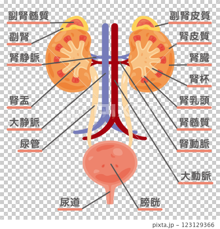 副腎、腎臓、膀胱の断面構造イラスト 123129366