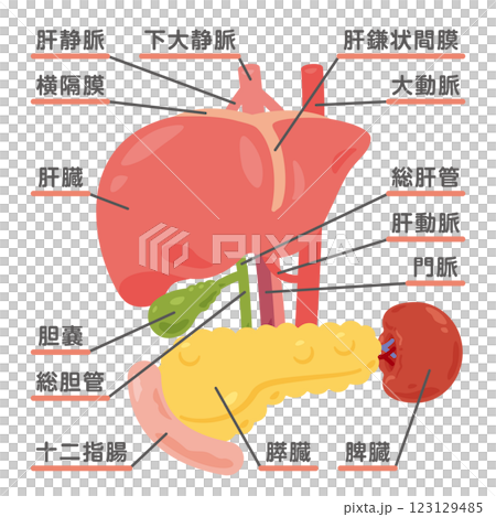 肝臟、胃、膽囊、脾臟、胰臟和十二指腸的結構圖示 1 肝臟、胃、膽囊、脾臟、胰臟和十二指腸的結構圖示 1 123129485