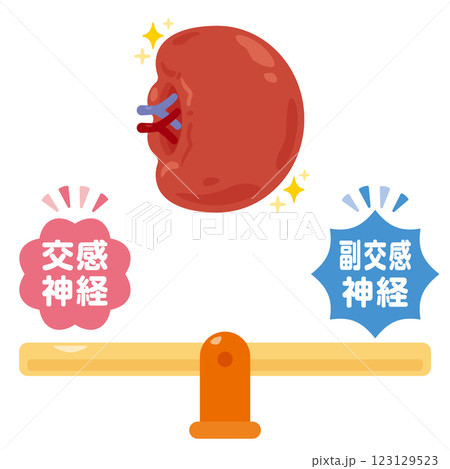 バランスの取れた自律神経と健康的な脾臓のイラスト バランスの取れた自律神経と健康的な脾臓のイラスト 123129523