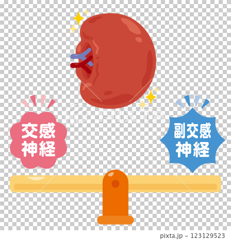 バランスの取れた自律神経と健康的な脾臓のイラスト バランスの取れた自律神経と健康的な脾臓のイラスト 123129523