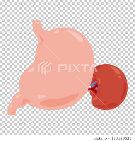 脾臓と胃のイラスト 脾臓と胃のイラスト 123129529