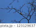 冬の妖精シマエナガ 123129637