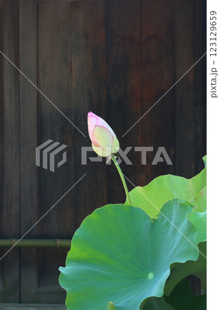 水蓮 はす はちす 123129659