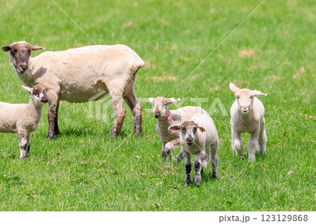 北海道占冠村、子羊のお散歩【5月】 北海道占冠村、子羊のお散歩【5月】 123129868