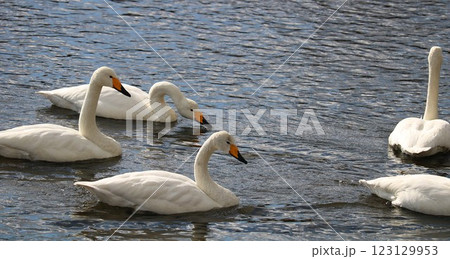 川に舞い降りた白鳥の群れ 田舎の冬 川に舞い降りた白鳥の群れ 田舎の冬 123129953