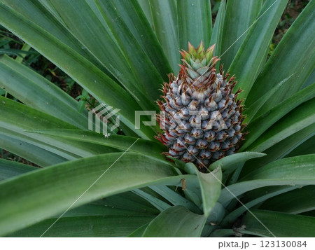 Young pineapple fruit on tree plant with natural green background, Tasty tropical fruit on the farmland 123130084