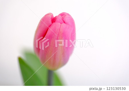 ピンク色の可愛いチューリップ ピンク色の可愛いチューリップ 123130530