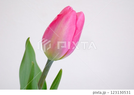 ピンク色の可愛いチューリップ 123130531