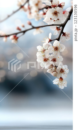 Spring Equinox in Japan: seasonal celebration, nature appreciation, cultural tradition, cherry blossoms, vernal balance, ancient customs, Shunbun no Hi, daylight equality, Japanese rituals. 123130596
