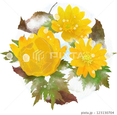 雪と枯葉の中の福寿草のイラスト素材（玉ボケ的表現有り） 123130704