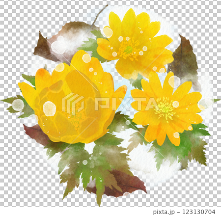 雪と枯葉の中の福寿草のイラスト素材（玉ボケ的表現有り） 123130704