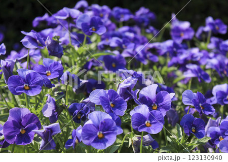 宮城 みちのく公園のお花畑 宮城 みちのく公園のお花畑 123130940