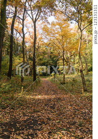 紅葉した木々の間の小道 紅葉した木々の間の小道 123131311