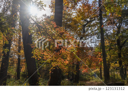 光差す紅葉した木々の間の小道 光差す紅葉した木々の間の小道 123131312