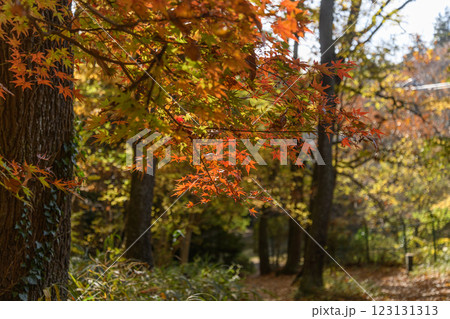 紅葉した木々の間の小道 紅葉した木々の間の小道 123131313