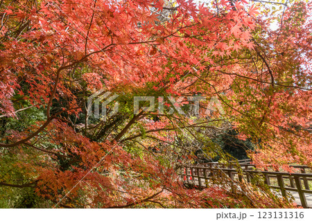紅葉したもみじの中の散歩道 紅葉したもみじの中の散歩道 123131316