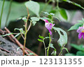 A parrot flowers grows at Doi Luang Chiang Dao mountain 123131355