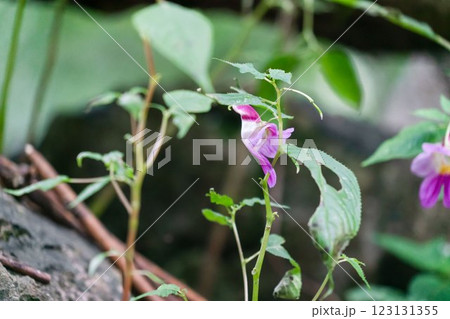 A parrot flowers grows at Doi Luang Chiang Dao mountain 123131355