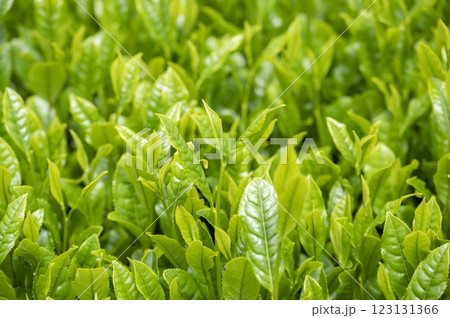 朝日に照らされる茶葉 朝日に照らされる茶葉 123131366