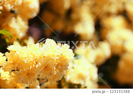 黄色い木香薔薇の花(背景素材) 黄色い木香薔薇の花(背景素材) 123131388