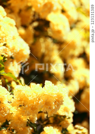 黄色い木香薔薇の花(背景素材) 黄色い木香薔薇の花(背景素材) 123131389
