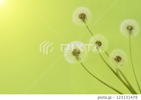 Spring soft fluffy dandelions with white seeds on a green background with space for text. Copy space. Banner. 123131478