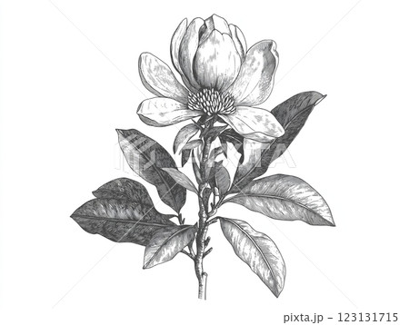 A clean black and white engraved-style illustration of a blooming flower 123131715