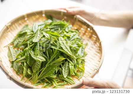 日本茶の代名詞やぶきた茶 日本茶の代名詞やぶきた茶 123131730