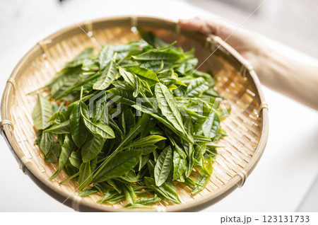 日本茶の代名詞やぶきた茶 123131733