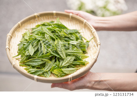 日本茶の代名詞やぶきた茶 123131734