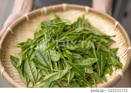 日本茶の代名詞やぶきた茶 日本茶の代名詞やぶきた茶 123131735