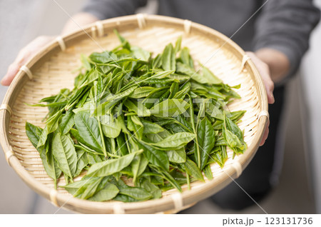 日本茶の代名詞やぶきた茶 123131736